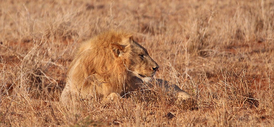 Löwe, Männchen, Lumo Conservancy