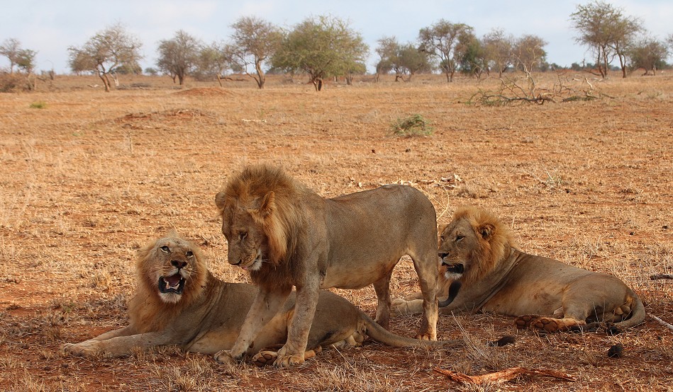 drei Löwen, die neuen Herrscher im Lumo Conservancy