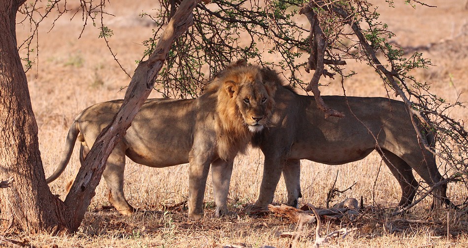 Löwen im Lumo Conservancy