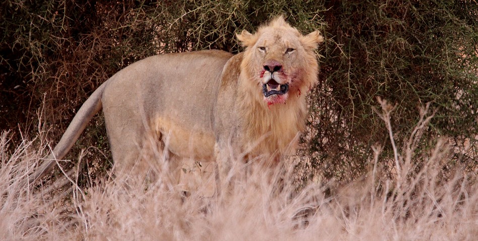 Löwen im Lumo Conservancy