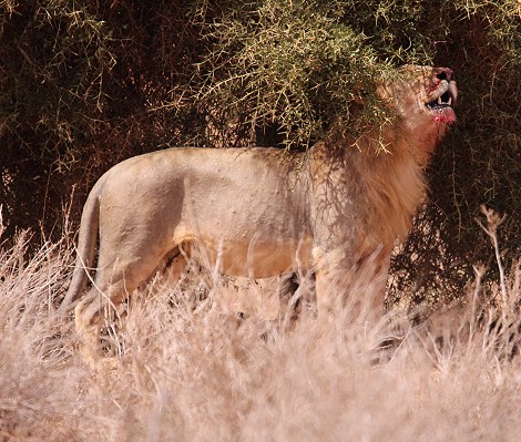 Löwen im Lumo Conservancy