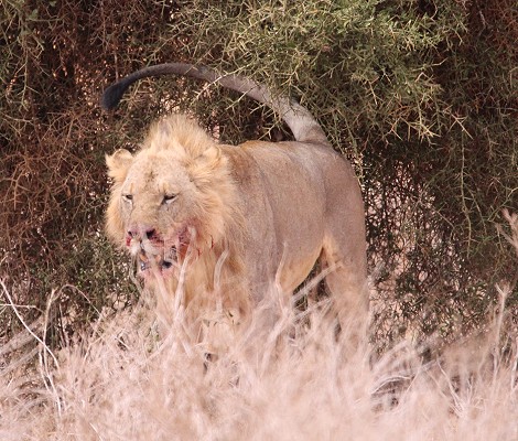Löwen im Lumo Conservancy