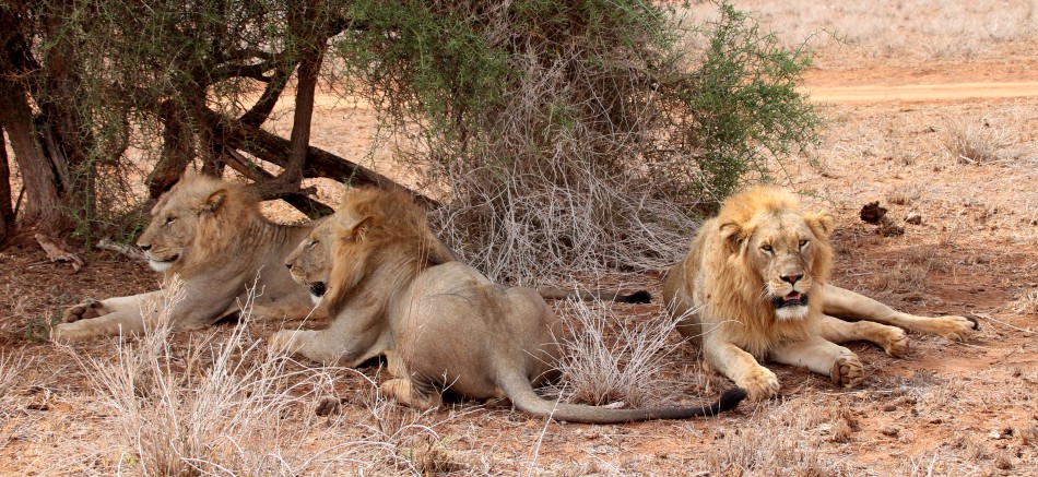 hungrige, junge Löwen Weibchen im Lumo Conservancy