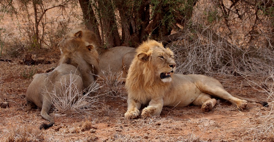 hungrige, junge Löwen Weibchen im Lumo Conservancy