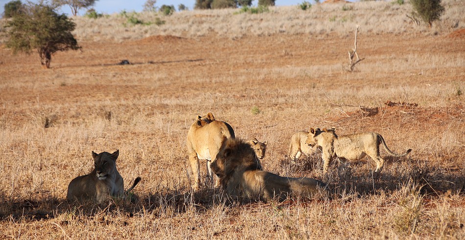 Löwen im Lumo Conservancy