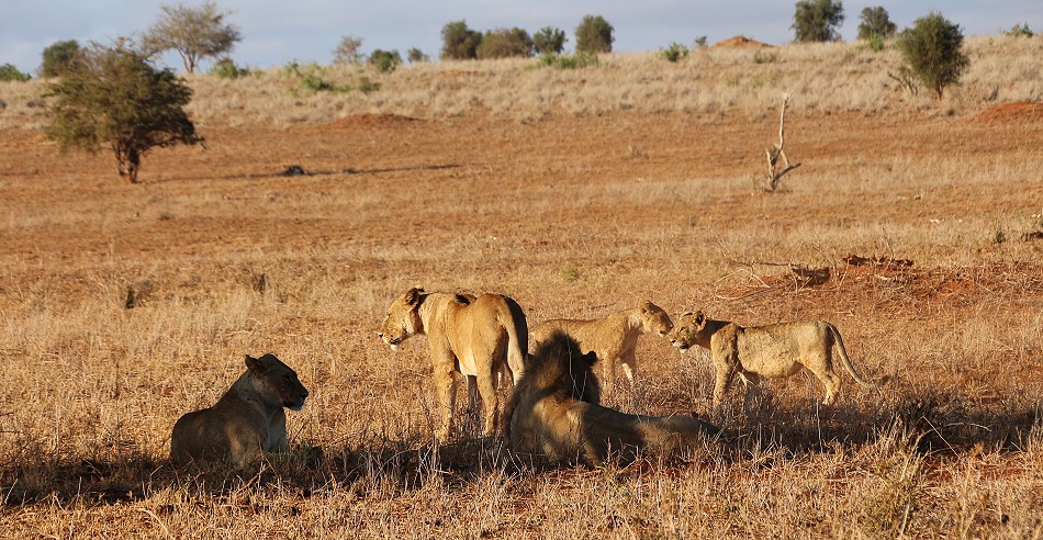Löwen im Lumo Conservancy