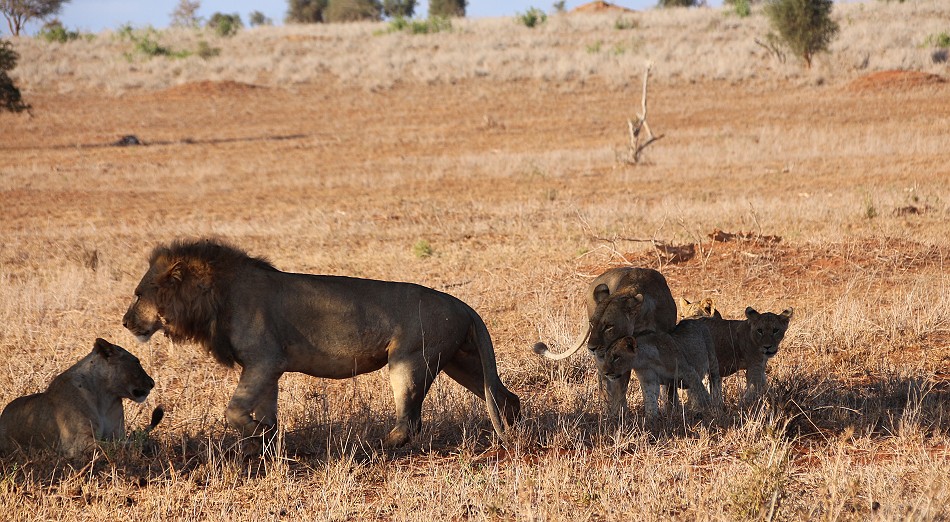 Löwen im Lumo Conservancy