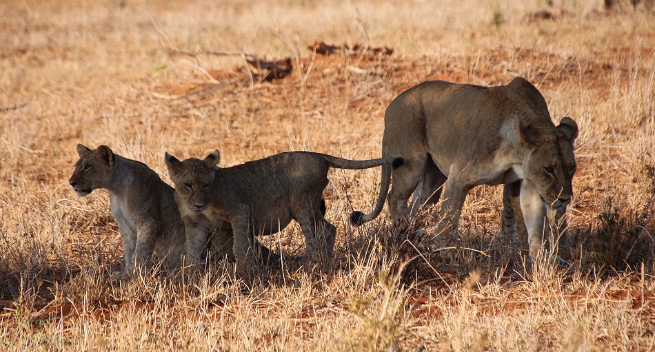 Löwen im Lumo Conservancy