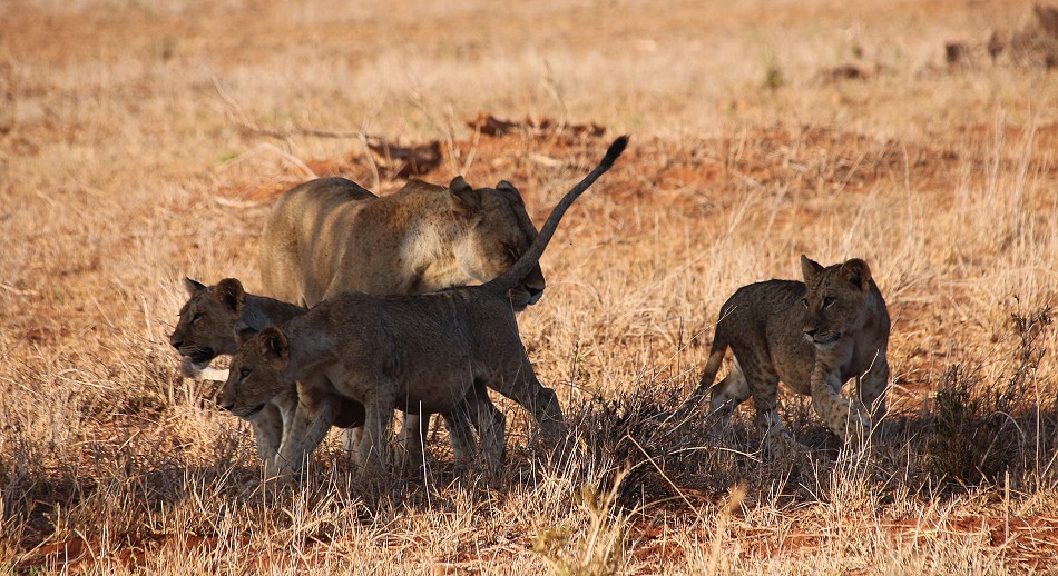 Löwen im Lumo Conservancy