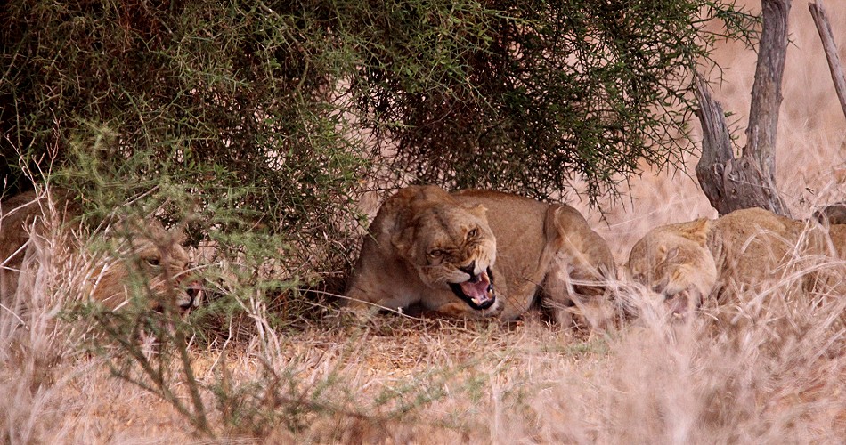 Löwen im Lumo Conservancy