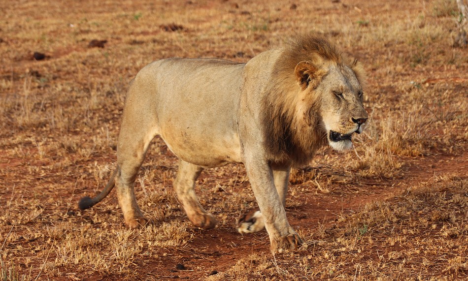 Löwen und Pangoline, Steppenschuppentier im Lumo Conservancy