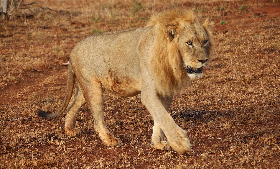Löwen und Pangoline, Steppenschuppentier im Lumo Conservancy