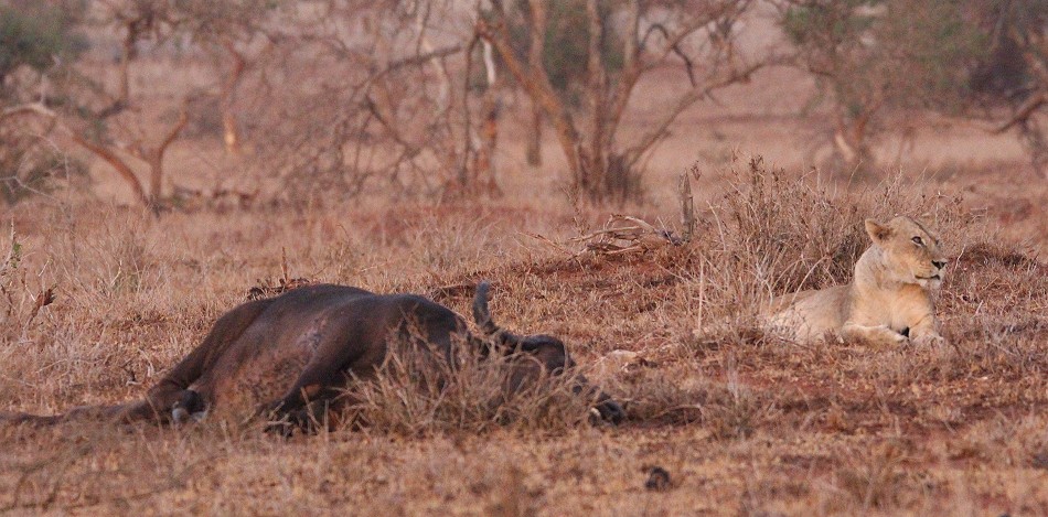 Löwen und Pangoline, Steppenschuppentier im Lumo Conservancy