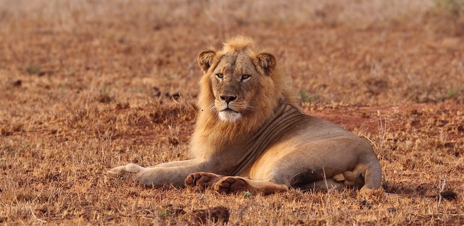 Löwen und Pangoline, Steppenschuppentier im Lumo Conservancy