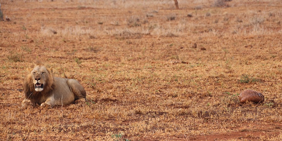 Löwen und Pangoline, Steppenschuppentier im Lumo Conservancy