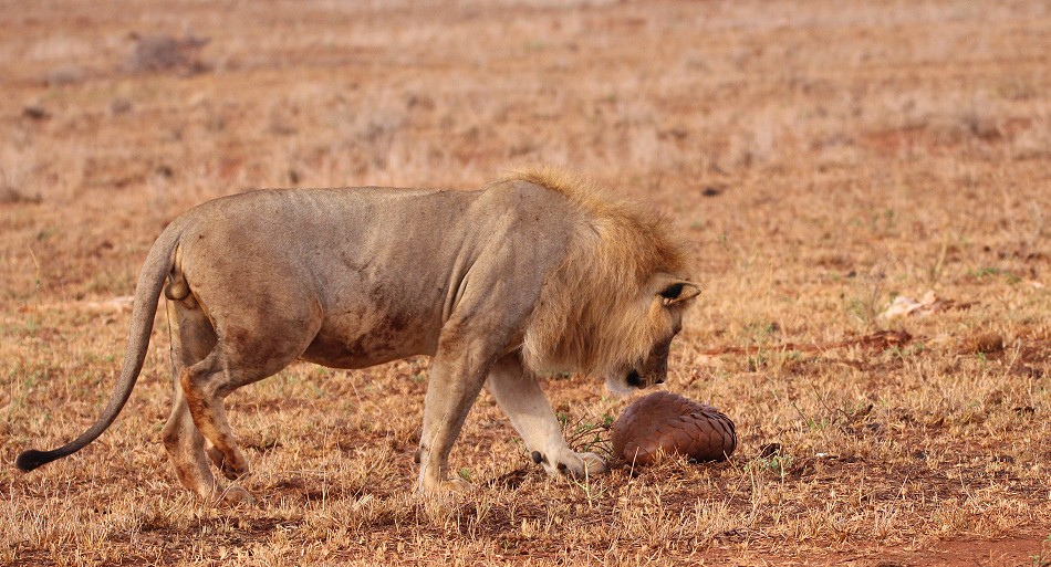 Löwen und Pangoline, Steppenschuppentier im Lumo Conservancy
