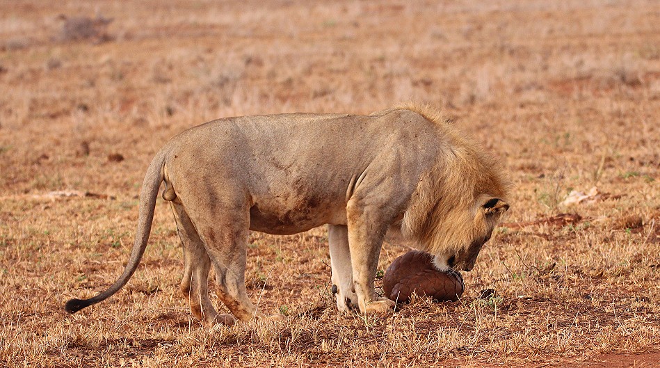 Löwen und Pangoline, Steppenschuppentier im Lumo Conservancy