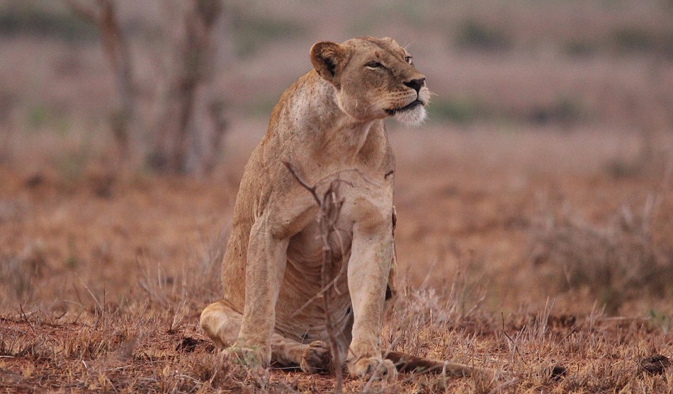 Löwen und Pangoline, Steppenschuppentier im Lumo Conservancy