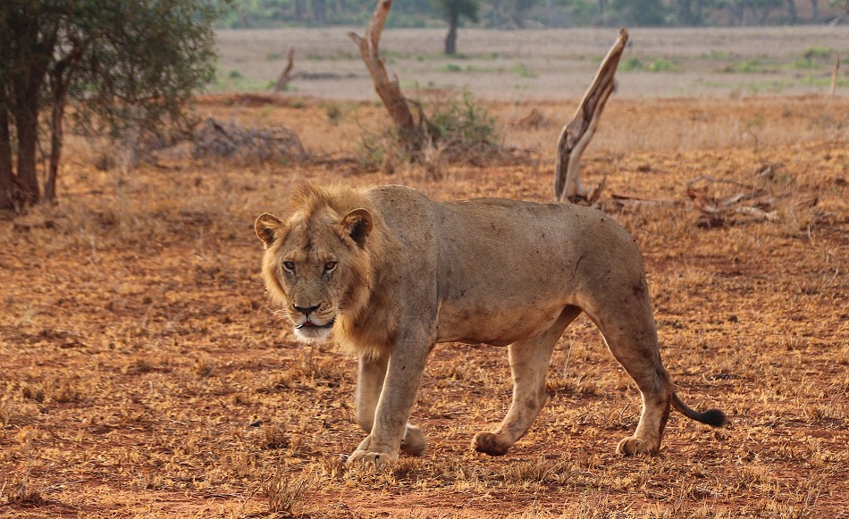 Löwen und Pangoline, Steppenschuppentier im Lumo Conservancy