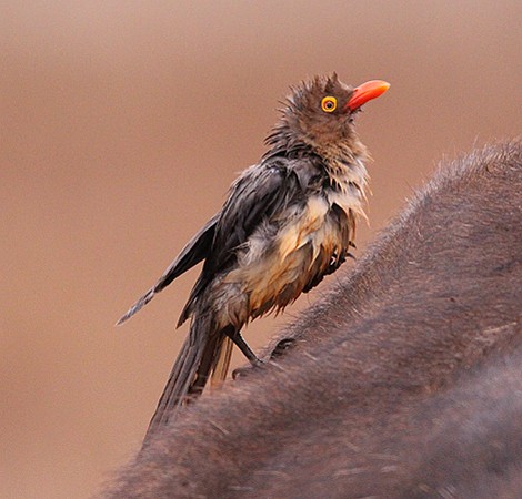 Rotschnabelmadenhacker nach einem Regenguss im Lumo Conservancy