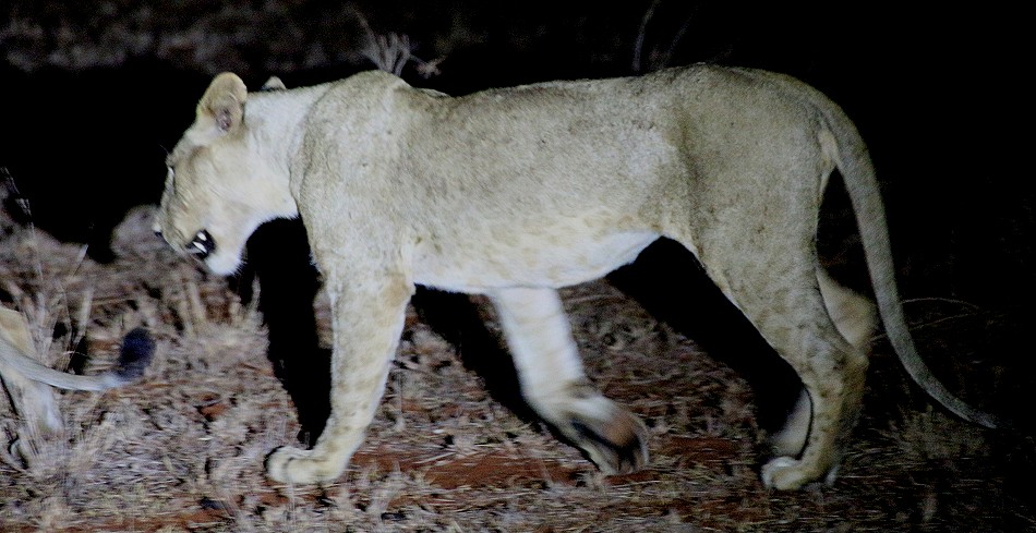 Night Game Drive im Lumo Conservancy