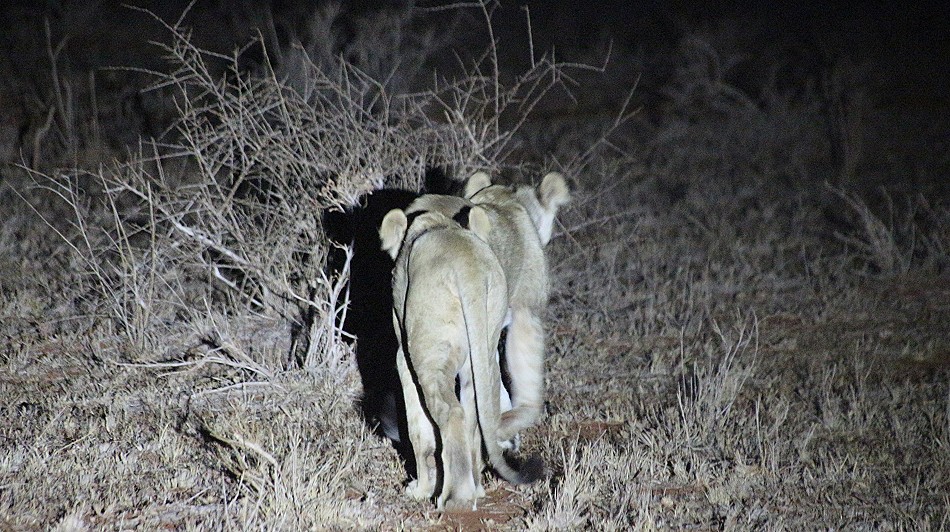 Night Game Drive im Lumo Conservancy