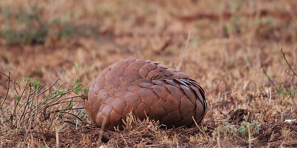 Löwen und Pangoline, Steppenschuppentier im Lumo Conservancy