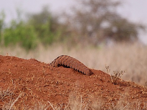 Pangoline, Steppenschuppentier im Lumo Conservancy