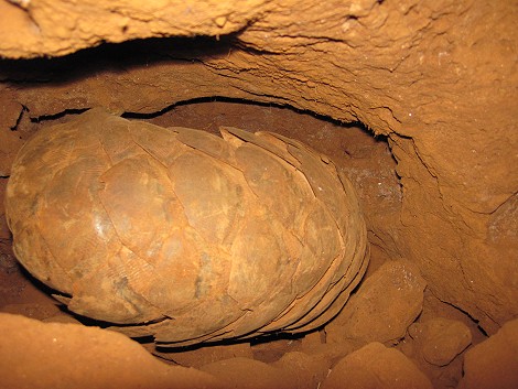 Pangoline, Schuppentier im Termitenhügel