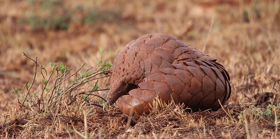 Pangoline, Steppenschuppentier im Lumo Conservancy
