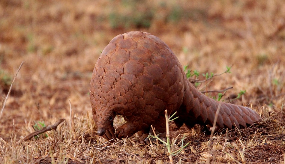 Pangoline, Steppenschuppentier im Lumo Conservancy
