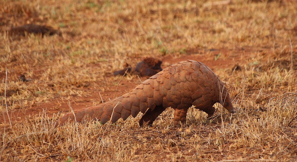 Pangoline, Steppenschuppentier im Lumo Conservancy