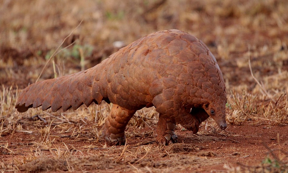 Pangoline, Steppenschuppentier im Lumo Conservancy