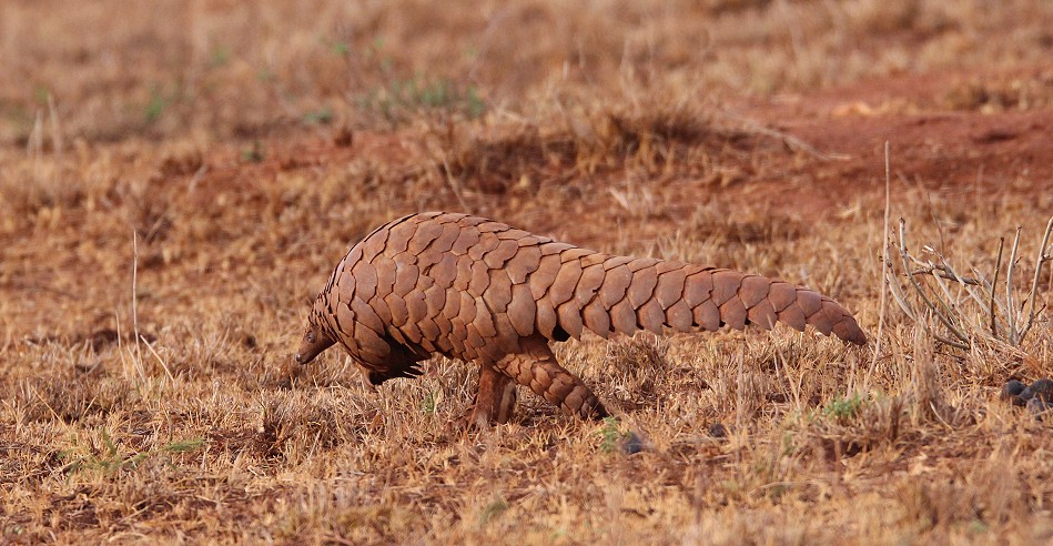 Pangoline, Steppenschuppentier im Lumo Conservancy
