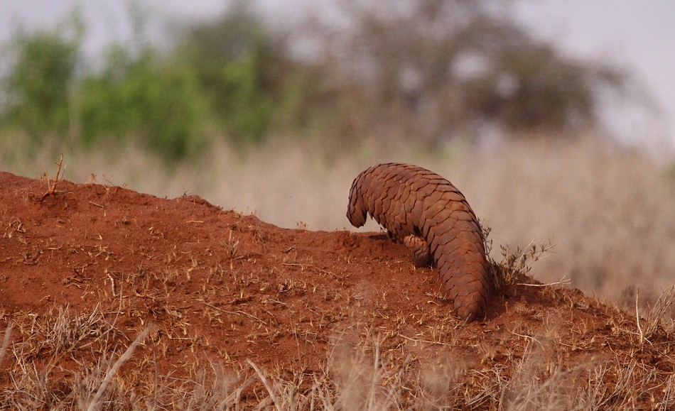Pangoline, Steppenschuppentier im Lumo Conservancy