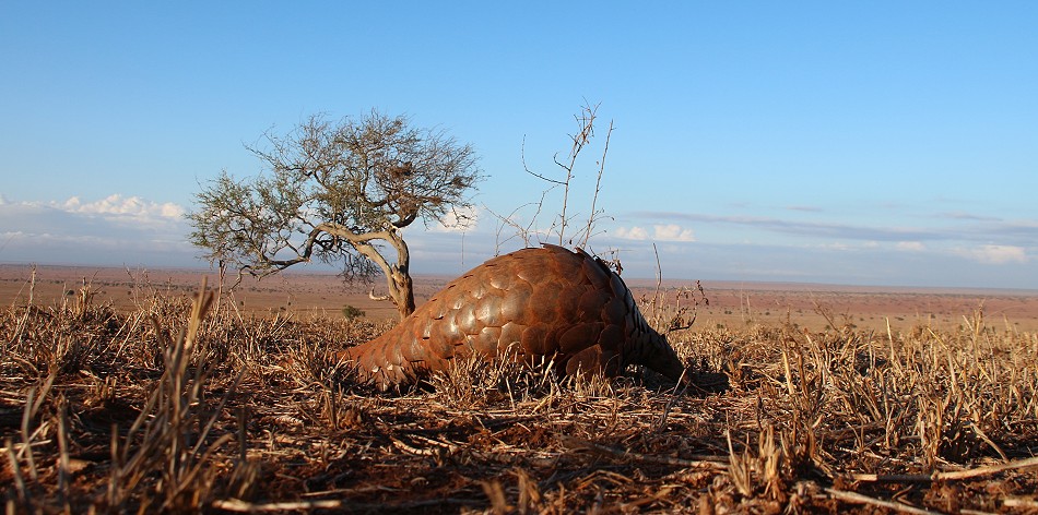 Ein zweites Pangoline, Steppenschuppentier im Lumo Conservancy