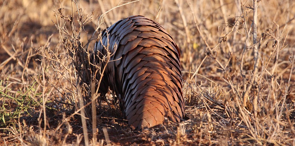 Ein zweites Pangoline, Steppenschuppentier im Lumo Conservancy