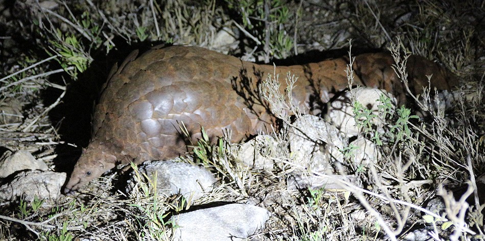Ein zweites Pangoline, Steppenschuppentier im Lumo Conservancy