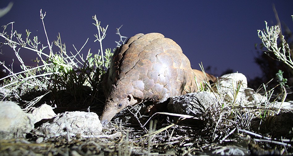 Ein zweites Pangoline, Steppenschuppentier im Lumo Conservancy