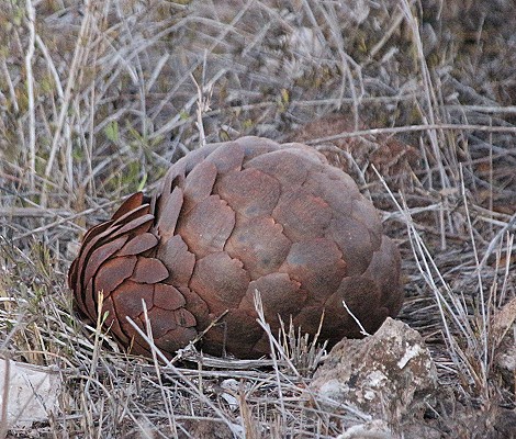 Ein zweites Pangoline, Steppenschuppentier im Lumo Conservancy
