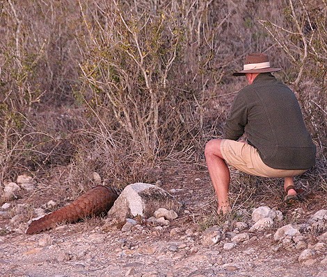Ein zweites Pangoline, Steppenschuppentier im Lumo Conservancy