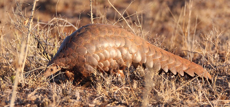 Ein zweites Pangoline, Steppenschuppentier im Lumo Conservancy