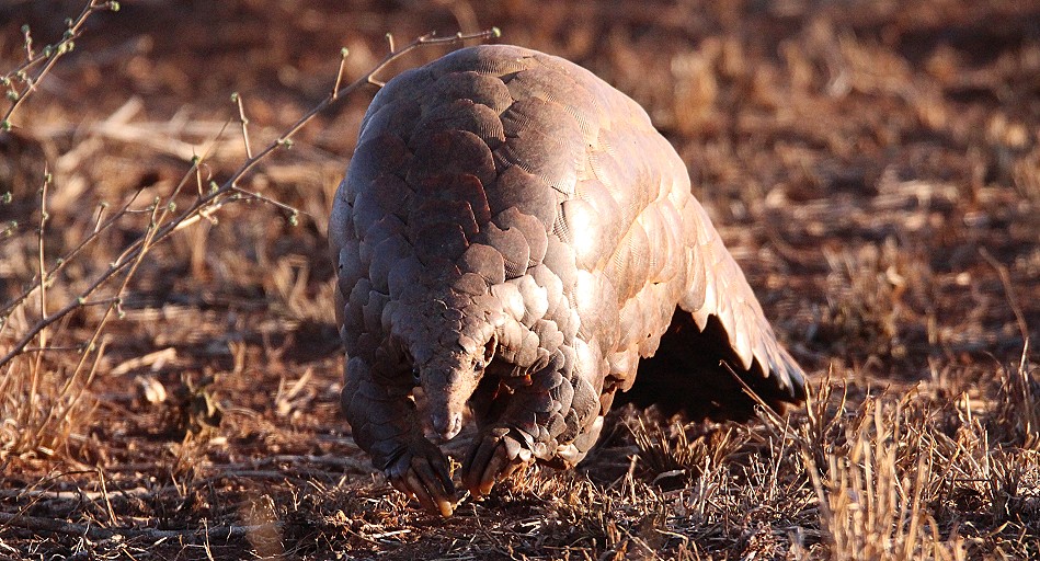 Ein zweites Pangoline, Steppenschuppentier im Lumo Conservancy