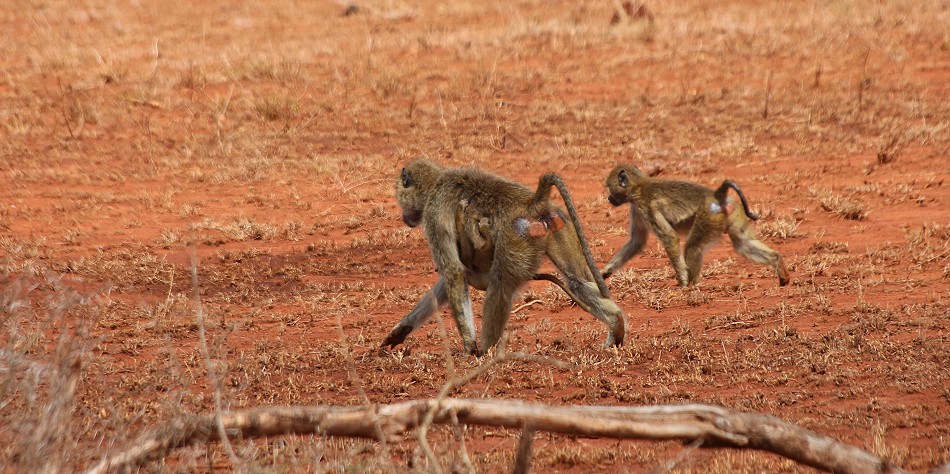 Dürre im Lumo Conservancy, Gelbe Paviane
