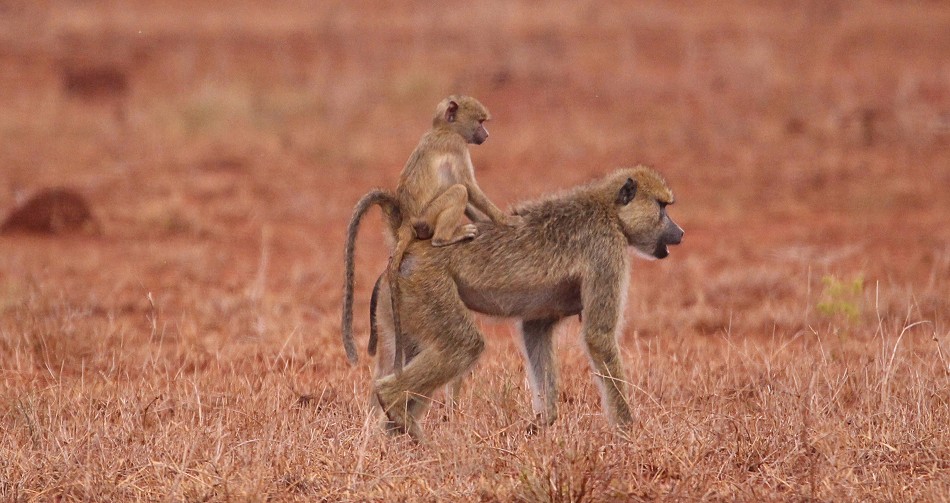 Dürre im Lumo Conservancy, Gelbe Paviane
