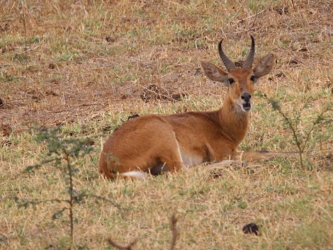 Lumo Conservancy, Riedbock