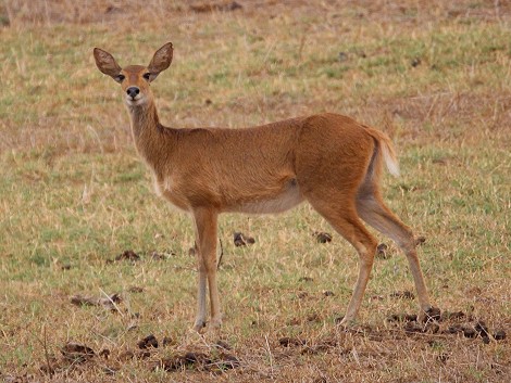 Lumo Conservancy, Riedbock, Weibchen