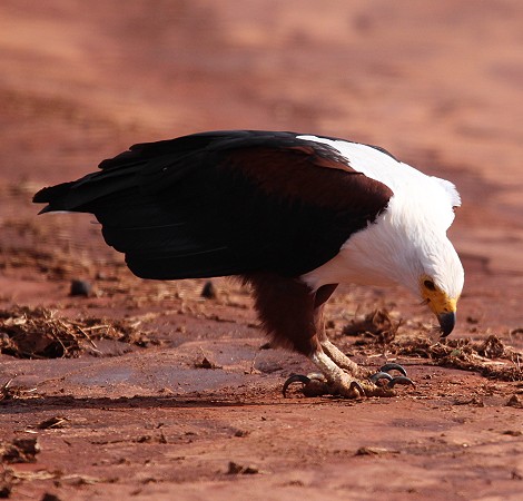 Schreiseeadler im Lumo Conservancy