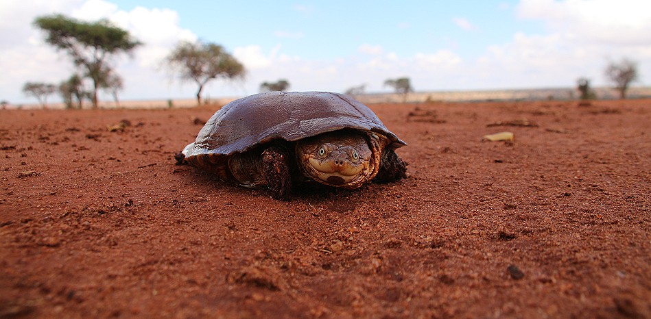 Sumpfschildkröte im Lumo Conservancy