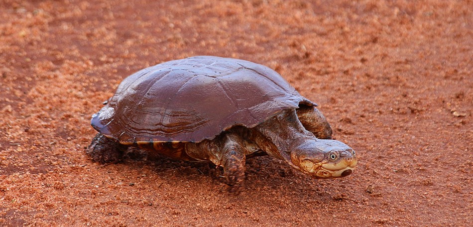Sumpfschildkröte im Lumo Conservancy